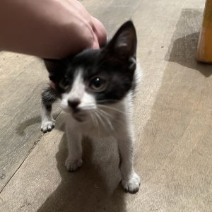 강아지 고양이 분양