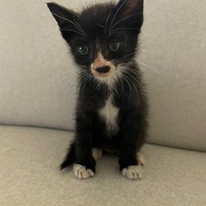 강아지 고양이 분양