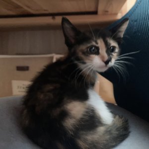 강아지 고양이 분양