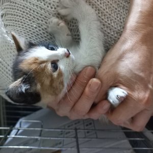 강아지 고양이 분양