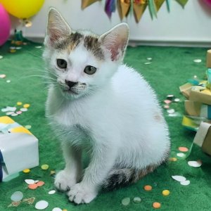 강아지 고양이 분양