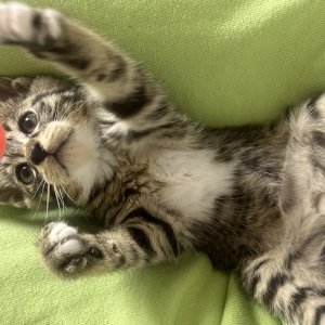 강아지 고양이 분양
