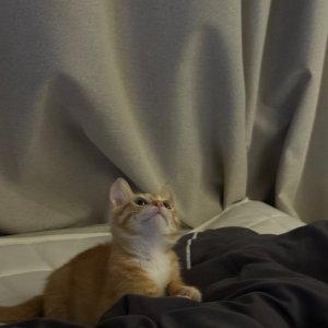 강아지 고양이 분양