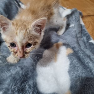 강아지 고양이 분양