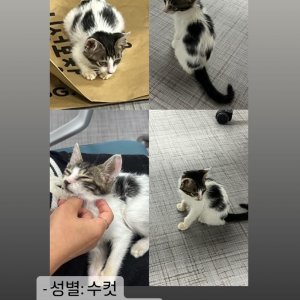 강아지 고양이 분양
