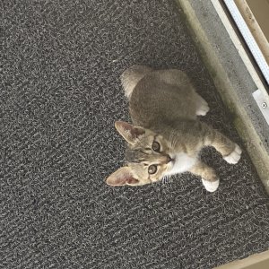 강아지 고양이 분양
