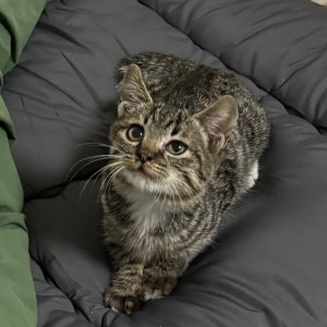 강아지 고양이 분양