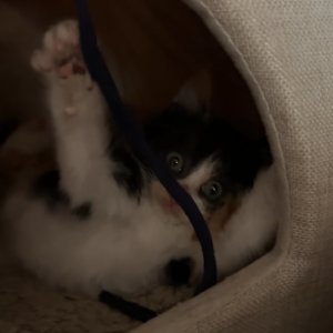 강아지 고양이 분양