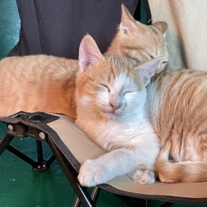 강아지 고양이 분양