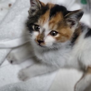강아지 고양이 분양