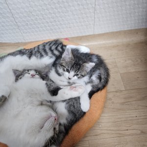 강아지 고양이 분양