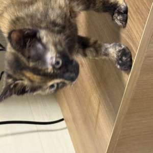강아지 고양이 분양
