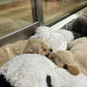 강아지 고양이 분양