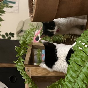 강아지 고양이 분양