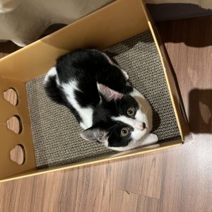 강아지 고양이 분양
