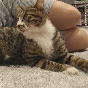 강아지 고양이 분양