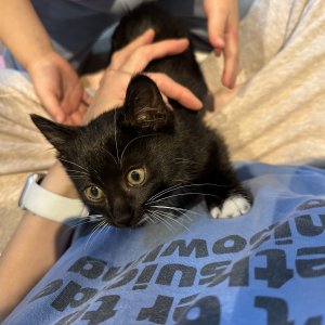 강아지 고양이 분양