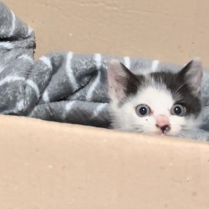 강아지 고양이 분양