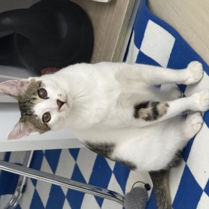 강아지 고양이 분양