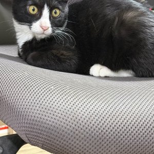 강아지 고양이 분양