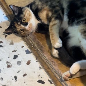 강아지 고양이 분양