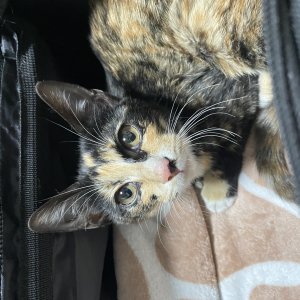 강아지 고양이 분양