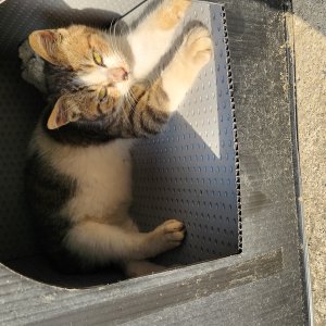 강아지 고양이 분양