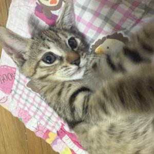 강아지 고양이 분양