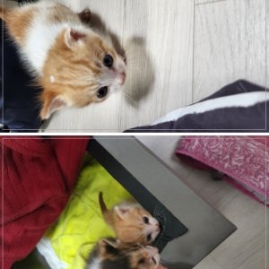 강아지 고양이 분양