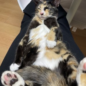 강아지 고양이 분양