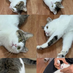 강아지 고양이 분양