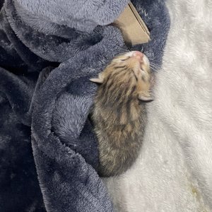 강아지 고양이 분양