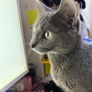 강아지 고양이 분양