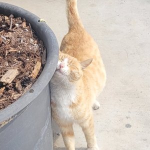 강아지 고양이 분양