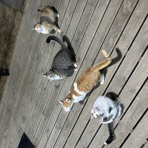 강아지 고양이 분양