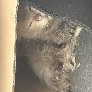 강아지 고양이 분양