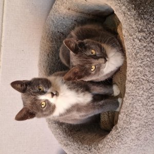 강아지 고양이 분양