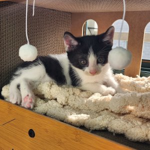 강아지 고양이 분양
