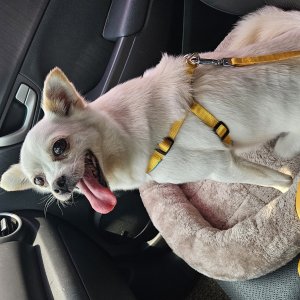 강아지 고양이 분양
