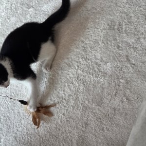 강아지 고양이 분양