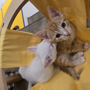 강아지 고양이 분양