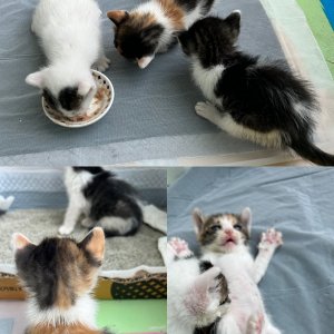 강아지 고양이 분양