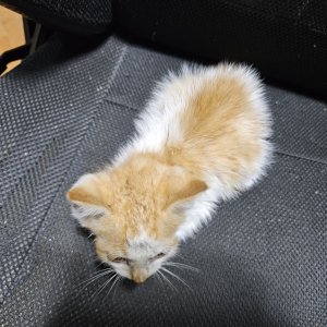 강아지 고양이 분양