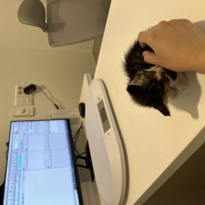 강아지 고양이 분양