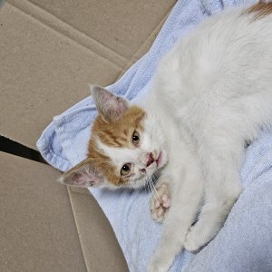 강아지 고양이 분양