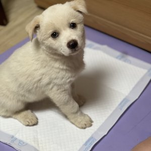 강아지 고양이 분양