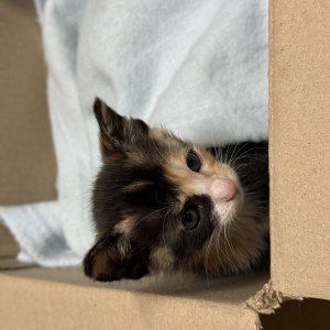 강아지 고양이 분양