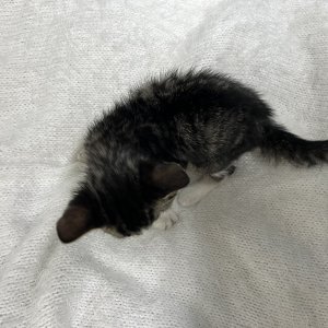 강아지 고양이 분양