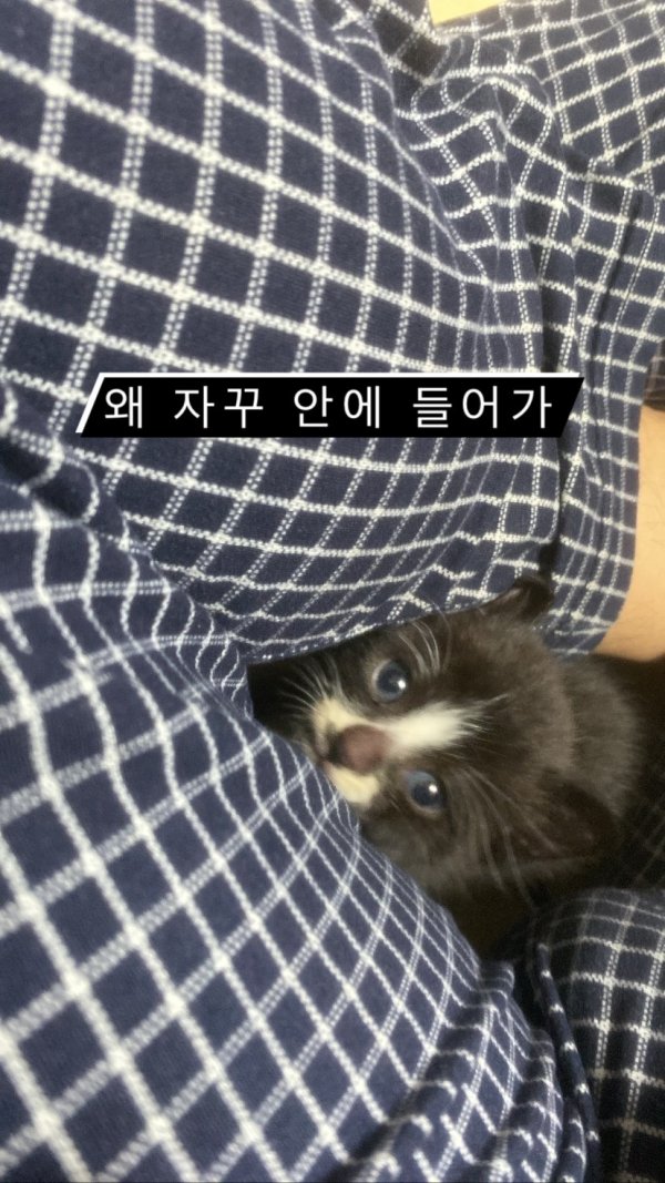 이미지 : 동물보호센터