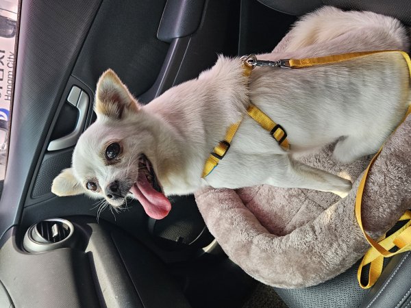 반려동물 강아지 고양이 분양